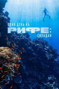 Один день на рифе: Сипадан Один день на рифе: Сипадан